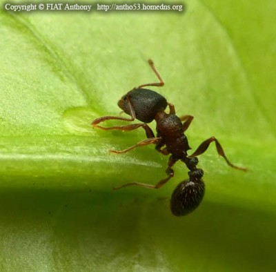 Tetramorium cf. caespitum,<br />Aus: http://photos.fourmis.free.fr/fourmis_photo?id=111&amp;chemin=_6_5_70