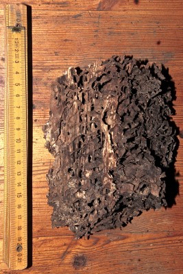 Nest von Lasius fuliginosus