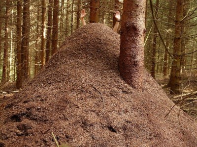 Das größte Nest mit einer Höhe von fast 2 Metern