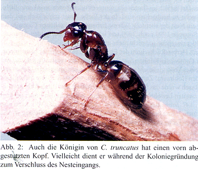 Eine Königin, so wie das zugesandte Exemplar.