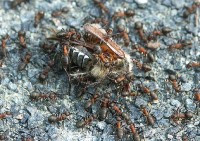 Bild 5: Waldameisen, hier Formica polyctena, haben kaum Zugriff auf Maikäfer. Allenfalls ein Verkehrsunfallopfer kann man ausweiden.