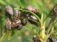 Bild 4: Wurde hier am Büfett gespart? Man kriegt ja kaum noch Luft und schon gar keine Häppchen mehr!