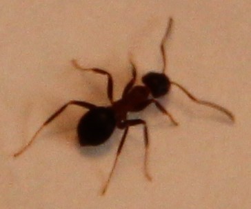 IMG_3799.JPG