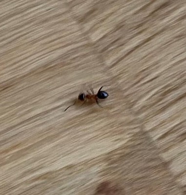 floor_1 (2).jpg