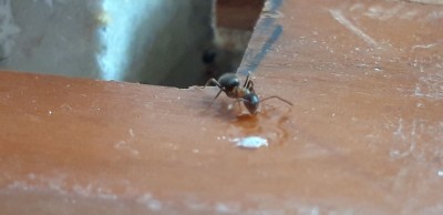 Lasius 1 mittel.jpg