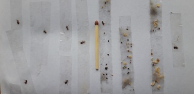 Lasius 2 klein.jpg