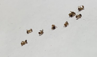 So sehen die meisten Ameisen aus