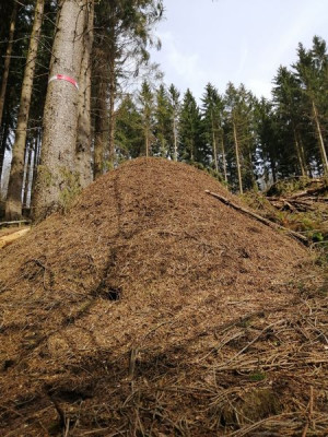 Ameisenhügel im Fichtenwald.jpg