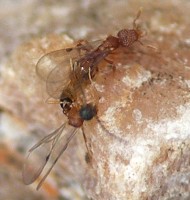 Kopula von Strumigenys sp. in Klagenfurt. Wie &quot;Boro&quot; schreibt, flogen die Weibchen danach weg. Foto: &quot;Boro&quot;, überarbeitet durch A.B.