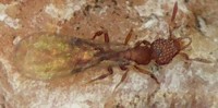 Geflügeltes Jungweibchen von Strumigenys sp. aus Klagenfurt. Kopfform und die grobe Punktierung des Kopfes sind charakteristisch. Foto: &quot;Boro&quot;, überarbeitet durch A.B.