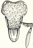 Kopf der Arbeiterin von Pyramica argiolus nach Tinaut (1988). Man beachte die Schuppen und die nur viergliedrige Antenne.