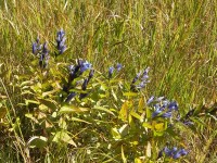 Bild 4: Der Schwalbenwurzenzian stand in voller Blüte, ein prächtiger Anblick!