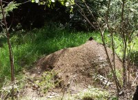 Bild 3: Ein Nest von Formica rufa. Das Nest war mit einer Schutzhaube versehen, die allerdings bis auf eine kleine Spitze zugebaut war. Das Netz bestand nicht aus Draht, sondern aus einem Kunststoffgeflecht. Vielleicht wird es von den Ameisen eher wie nat