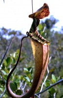 Borneo-Nepenthes-Blatt-web.jpg