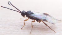 100_0204sm.jpg