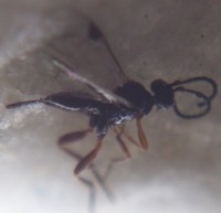 100_0225sm.jpg