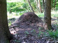 Bild 2: Eines der neu gegründeten, perfekten Nester von Formica polyctena, unweit des verlassenen Riesennestes.