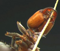 Bild 2: Am Grashalm festgebissene, tote  Arbeiterin von Formica rufa. Die Pfeilspitze weist auf die Stelle, wo helle, fädige Rhizoide aus dem Hals der Ameise sprießen und sie am Grashalm befestigen. Mit Genehmigung des Bildautors C. van Achterberg.