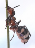 Bild 1: Eine am Grashalm festgebissene, von dem Pilz Pandora myrmecophaga befallene Ameise. Mit Genehmigung des Bildautors H. Nielsen.