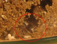 Gyne01.JPG