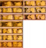 Entwicklung der roten Mauerbiene (Osmia rufa), die man fast schon zu den Kulturfolgern zählen kann. Sie nimmt Nisthilfen mit Begeisterung an. (Zum Vergrößern anklicken!)