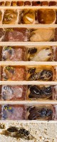 Entwicklung von Grabwespen der Gattung Psenulus. Die Larven ernähren sich von eingetragenen Blattläusen. (Zum Vergrößern anklicken!)