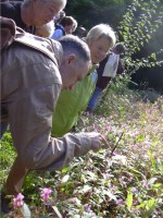 Beobachtung von Myrmica rubra am Springkraut, bei der Betreuung von Blattläusen.