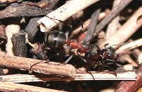 Hier sammelt ein &quot;Kommando&quot; Ameisen ein, die sich noch auf der Nestkuppe befinden.
