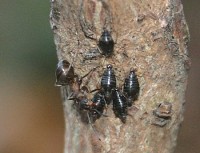 Trotz aller Bemühungen von Seiten der Ameisen, zeigen sich die Borstenläuse nicht in &quot;Spendierlaune&quot;