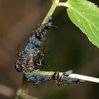 An F. polyctena bei Periphyllus hatte ich mich bereits gewöhnt, mit Aphis sambuci hatte ich nicht gerechnet.