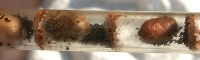 Abb. 3: Osmia cornuta, Puppen in ihren braunen Kokons, umgeben vom larvalen Kot.