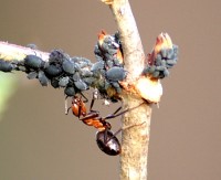 Immernoch eifrig dabei: Die Ameisen sind so vorsichtig, dass ich besser aus der Ferne mit dem Teleobjektiv fotografiere, sonst liefere ich nur immer wieder Exemplare in Abwehrstellung - oder sie lassen sich einfach zu Boden fallen.