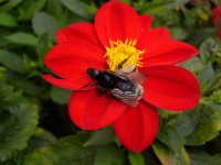 Hier sieht man sehr gut den langen Kopf und die dunkle Färbung (fast ins schwarz gehende Färbung der Gartenhummel)