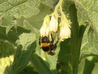 Gartenhummelkönigin an Beinwellblüte