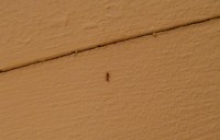 Der auf den Fotos sichtbare &quot;Riss&quot; ist eine Stosskante von zwei Resopalplatten, wo die meisten Ameisen sichbar sind. (sie kriechen aber auch durch die rissige Acrylverfugung)
