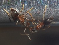 d00072.jpg