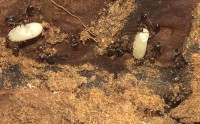 Bild 4: Arbeiterinnen und zwei Puppenkokons von Lasius brunneus in dem geöffneten Nest.