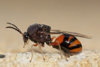 61337393.Unidentifiedwasp.jpg