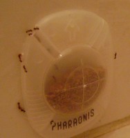 ants.jpg