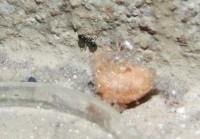 DSCF4261a.jpg