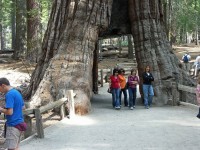Bild 2: Sequoiadendron, Riesenmammutbaum in der Sierra Nevada