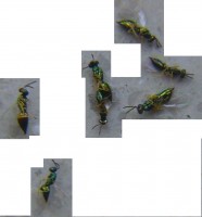 Fliegende Ameisen (3-4mm), rücklings mit Flügel auf Klebestreifen