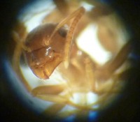 Lasius-sp_2009-11-11.jpg