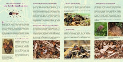 Seite 2 des Flyers zum Insekt des Jahres 2011