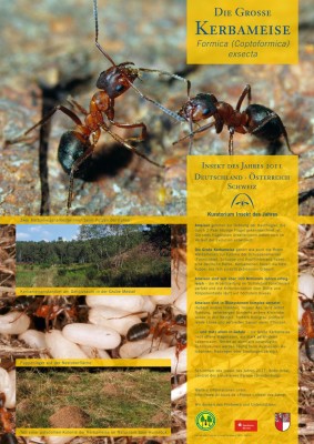 Das A1-Poster zum Insekt des Jahres 2011