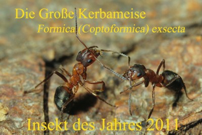 Die Große Kerbameise Formica (Coptoformica ) exsecta ist Insekt des Jahres 2011. Foto: D. Bretz
