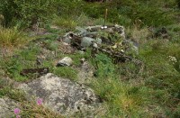 Abb. 1: Nest des Sklavenhalters Strongylognathus alpinus mit der Wirtsart Tetramorium impurum. Die sehr große Kolonie bewohnte den gesamten Steinhaufen. Foto 29.07.05, 9:39, bei Zermatt.