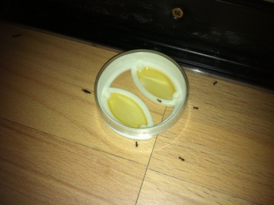 Mischung 3/4 Honig zu 1/4 Wasser