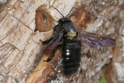 Die bleuviolette Holzbiene ist gerade neben ihrem Nesteingang gelandet. Die typisch blau-violett schillernden Flügel sind gut zu erkennen.