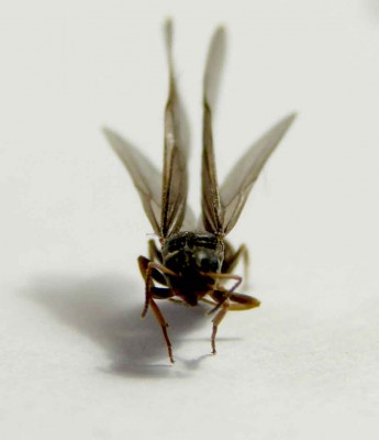 Geflügelte-frontal.jpg